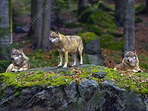 Eurasian wolves