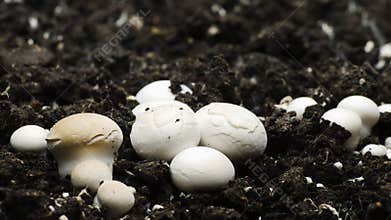 Champignon Mushrooms Growing Timelapse, Fresh New Mushroom Sprout in the Greenhouse