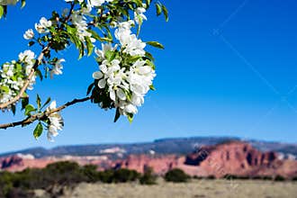 Apple tree blooming in Utah desert