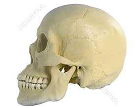 Human skull
