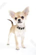 Small self-confident Chihuahua puppy portrait