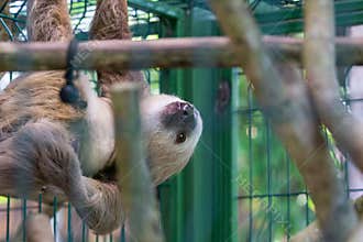 Three-toed sloth at rescue center