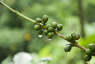 Green coffee beans