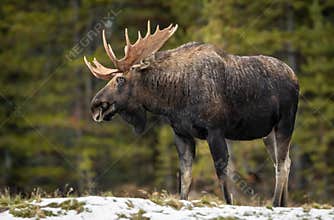 A Moose in Winter in Jasper Canada