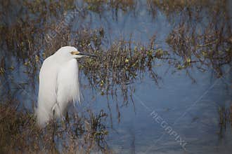 A Snowy Egret Wading in a Shallow Pond.