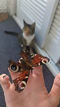 butterfly watched by cat