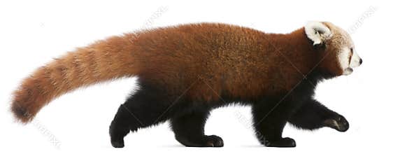 Young Red panda or Shining cat, Ailurus fulgens