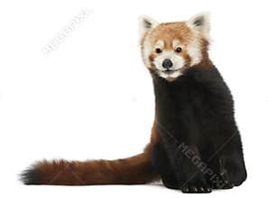 Old Red panda or Shining cat, Ailurus fulgens