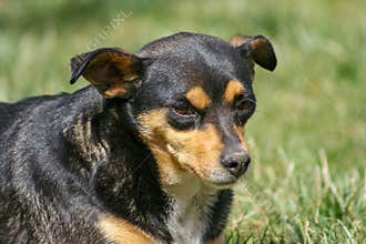 Dog lies in park background. No activity dog in park