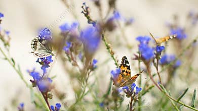 Butterflies flutter over blue flowers