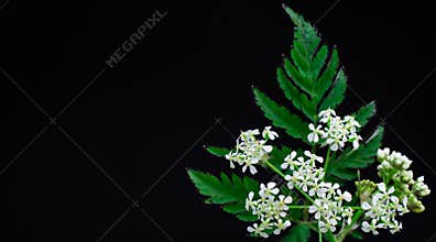 White flowers on black background  Happy birthday