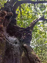 Weird hand shaped tree, visapur forest trek, maharashtra