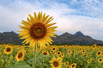 Khao Chin Sunflower Field, Lop Buri Province