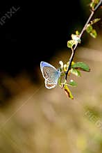 Brevedins blue butterfly.