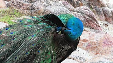 Indian peacock preening beautiful feather