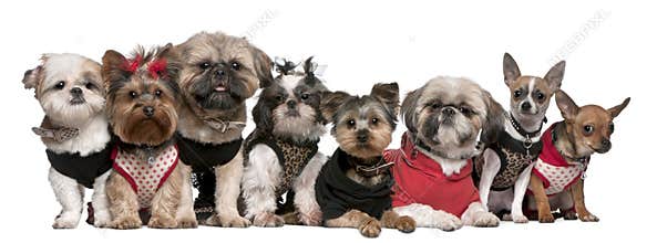 Portrait of dogs dressed up
