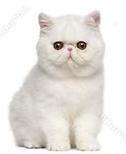 Exotic Shorthair kitten, 4 months old, sitting