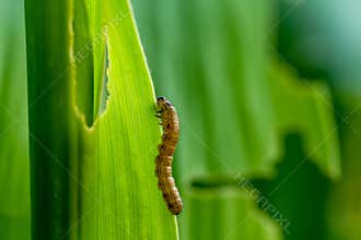 What causes the maize leaves being damaged,Corn leaf damaged by fall armyworm Spodoptera frugiperda.Corn leaves attacked by worms
