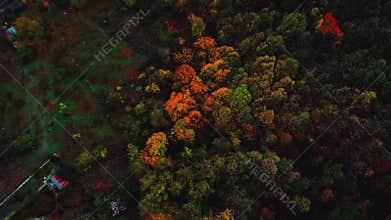 Deforestation. Forest logging, global warming disaster
