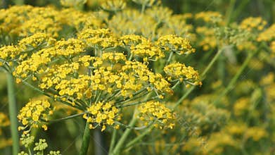 Blooming yellow fennel in a agriculture farm