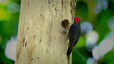 Black-cheeked Woodpecker - Melanerpes pucherani resident breeding bird from southeastern Mexico south to western Ecuador.