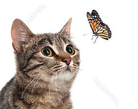Cute tabby cat and butterfly on background