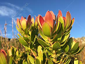 Fynbos fauna and flora