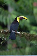 Keel-billed Toucan - Ramphastos sulfuratus,