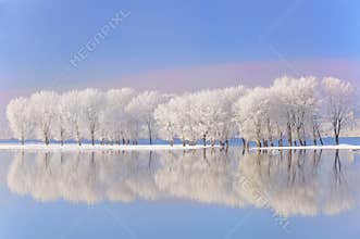 Winter trees covered with frost