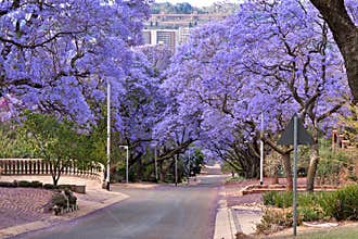 Jacaranda trees