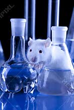 Rat in lab. Animal experiments