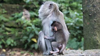 Monkey Family At Sacred Monkey Forest. Ubud, Bali, Indonesia