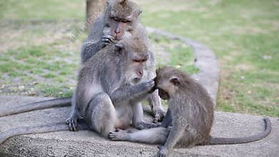 Monkey At Sacred Monkey Forest. Ubud, Bali, Indonesia