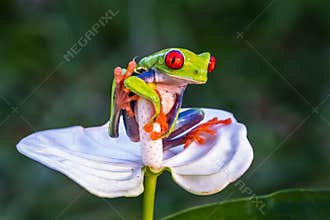 Red-eyed Tree Frog, Agalychnis callidryas,costa rica