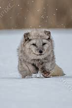 Beautiful arctic fox, standing on a hill in the snow,