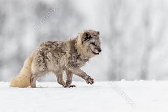 Beautiful arctic fox, standing on a hill in the snow,