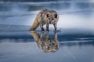 Beautiful arctic fox, standing on a hill in the snow,