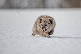 Beautiful arctic fox, standing on a hill in the snow,