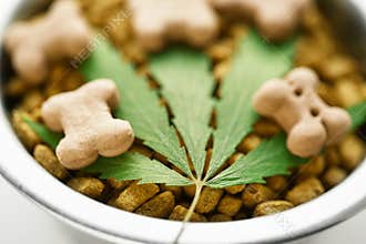 Concept of medical marijuana for pets concept. Hemp Dog Treats. Legal medicinal applications of marijuana-themed CBD food for Dogs