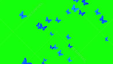 Bunch of butterfly flying same direction over green screen
