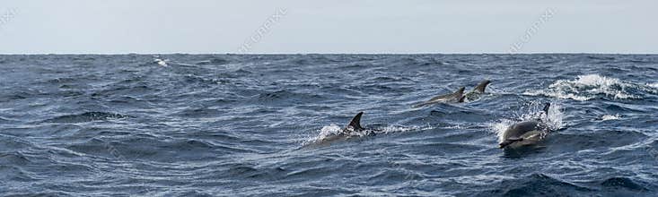 Group of Common dolphins in the waters of the Azores Islands near Sao Miguel Island