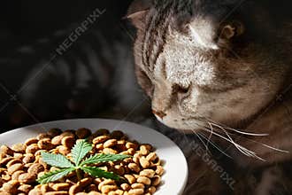 CBD Hemp Food Delicacy for Dogs and Cats in dishes with the green leaf of hemp close up - CBD cannabis treats and medical