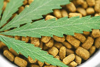 Concept of medical marijuana for pets concept. Hemp Dog Treats. Legal medicinal applications of marijuana-themed CBD food for Dogs