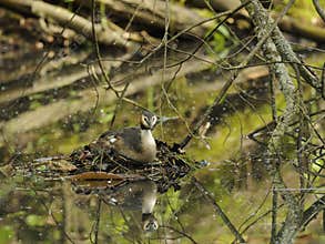 Great Crested Grebe on her nest