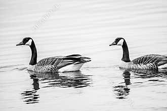 Two Canadian Geese on Lake with Reflections