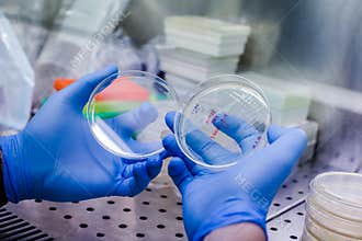 Petri dishes with transgenic bacteria. Photo taken from laminar interior