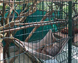 Sloth sleeping in hammock