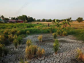 Rice field dried out.