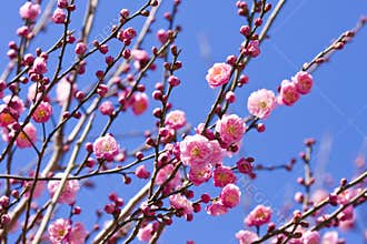 Spring plum blossom branches pink flower