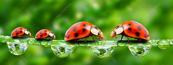 Ladybugs family.